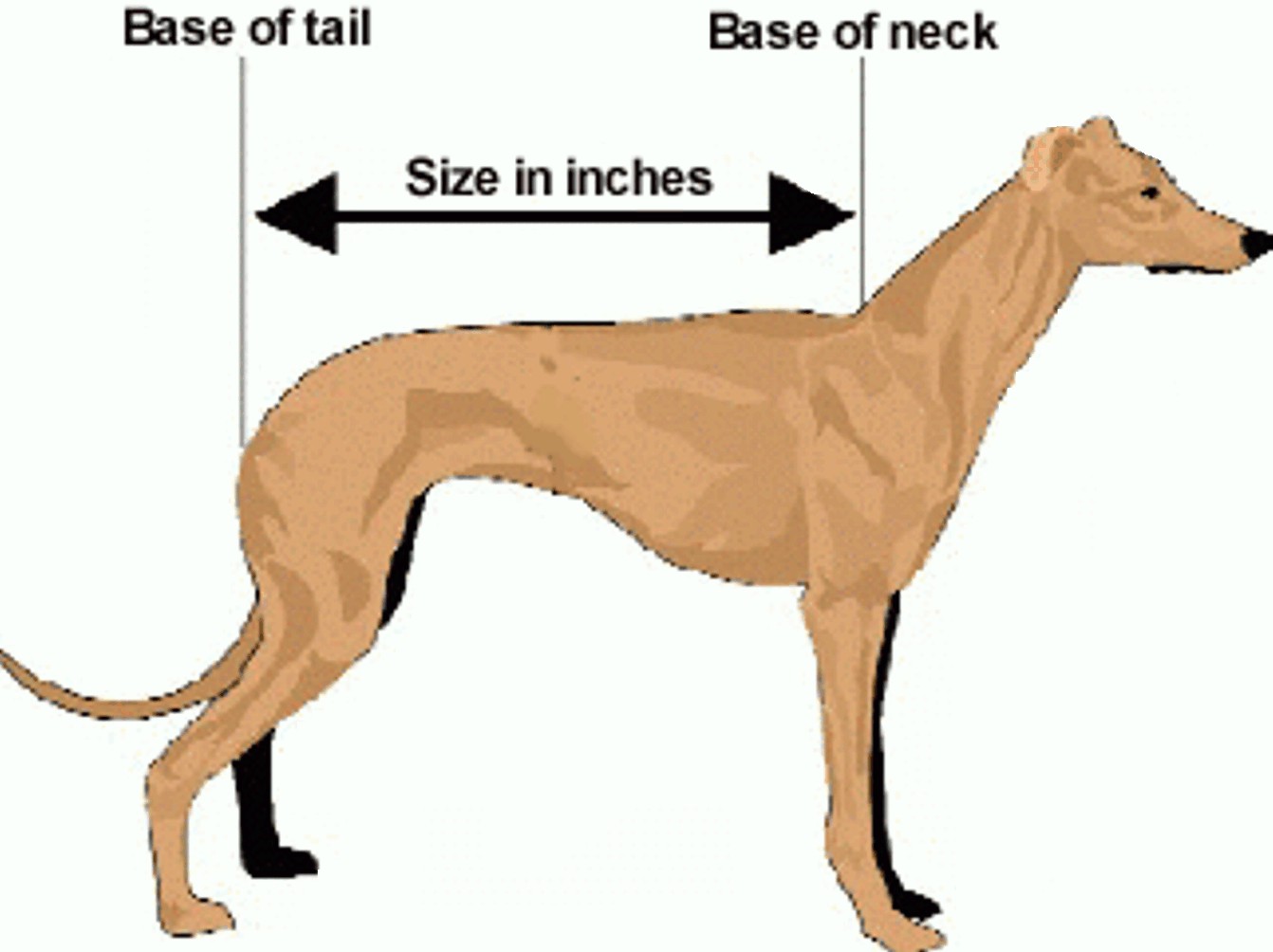 Dog Coat Measurement Diagram